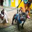 brazilian pet care app, doghero, nabs us$7 million from rover