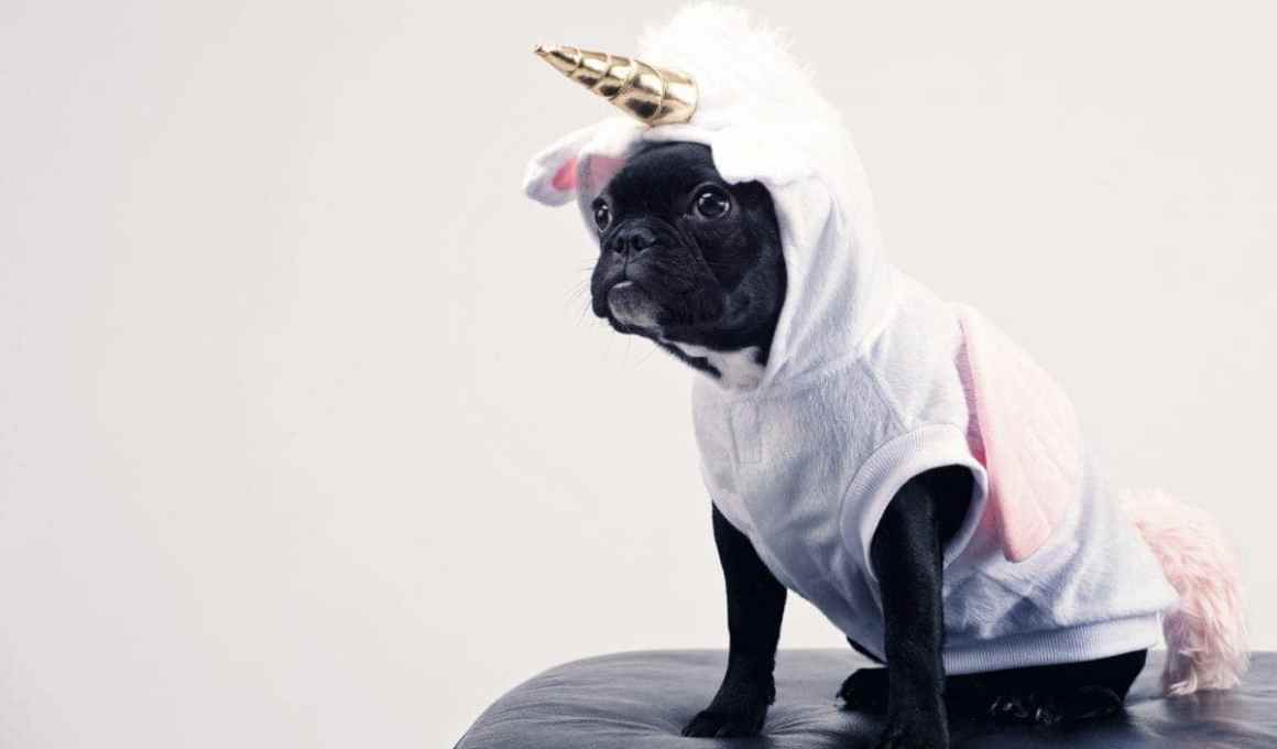 the 21 latin american unicorns galloping to success