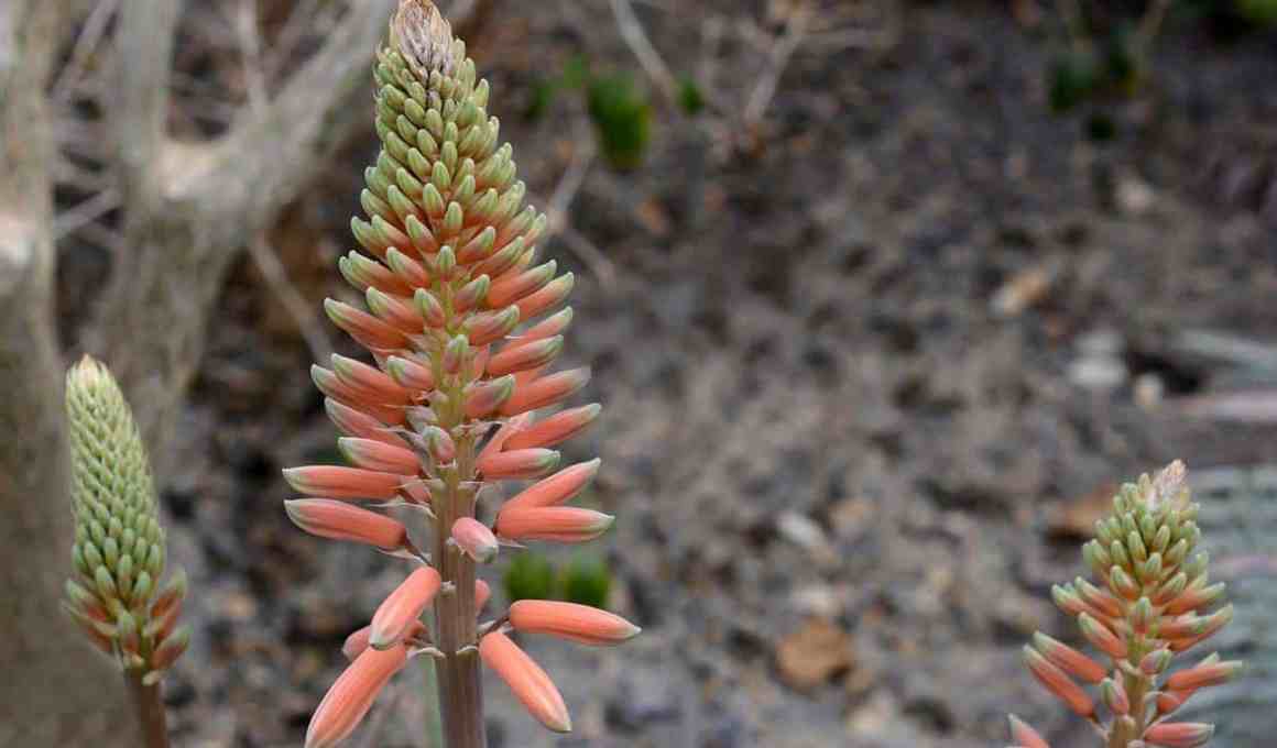 this chilean healthtech uses aloe vera and copper to mitigate diabetes-related amputations