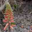 this chilean healthtech uses aloe vera and copper to mitigate diabetes-related amputations
