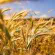 agrired to grow out its platform to brazil and us