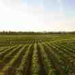 argentine startup agrofy reaps investment for us$23 million