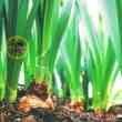 agropro’s platform poised with trivella m3 investimentos us$192,000 investment to fight pests
