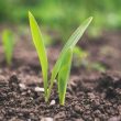 instaagro supplies small brazilian farmers, rolesis holdings supplies it with seed investment