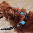 Zee Dog wants to offer pet owners in Brazil something different.