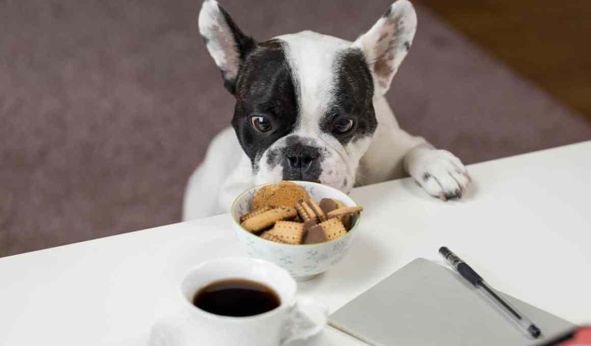 zee.dog from brazil launches last-mile delivery for pets, zee.now