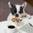 zee.dog from brazil launches last-mile delivery for pets, zee.now