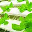 million-dollar investment in agrourbana moving agriculture from rural areas to cities