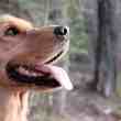 colombian startup, laika, will expand pet platform to mexico
