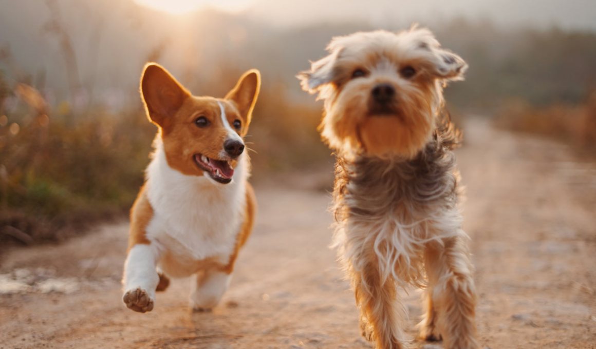 colombian mywak will expand to peru and spain to help dog-owners care for their canine companions