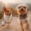 colombian mywak will expand to peru and spain to help dog-owners care for their canine companions