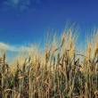 AgVentures Fund II will finance around 20 companies.