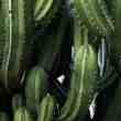 dos mexicanos desarrollan cuero vegano de cactus y el mundo de la moda se enamoró