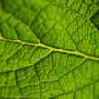 pachama snags investment to support reforestation efforts