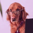Petlove said its acquisition of Vetus is crucial to building a marketplace for third parties.