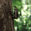costa rica insect company encourages you to eat more crickets