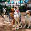 tinder co-founder invests in colombian pet platform, laika