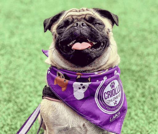 Laika dog